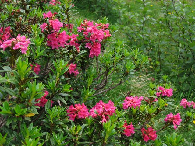 Tienvarren rhododendroneja. Passo di San Marco, Italia.